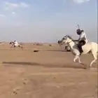 حصان شعبي سبوق وله كسبات.