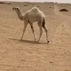حاش قصب عمره ثلاث شهور
