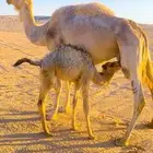 للبيع ناقه خلفه معه بكره عمره 3 شهور