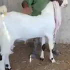 تيس علي شرط