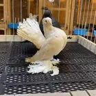 (( زوج جاوا كاكي مستوى ولون))