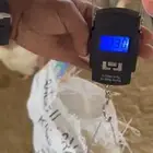 سلام عليكم فيه دجاج امهات كميه. كبيره حوالي 200 الف