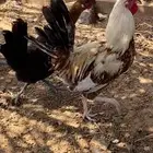دجاج بلدي يحضن