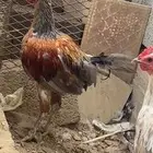 ديك فرنسي للبيع