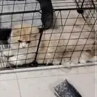 قط ذكر يطلب تزاوج