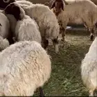 نعيمي دفيع