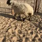 خروف عربي مكحل سمين. فوق الوسط