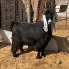 عنز عارضيه طيبه