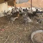 للبيع فيومي