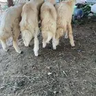 طليان