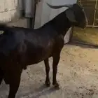 تم اللبيع تيس ادهم ادبس مطور مشروط حار