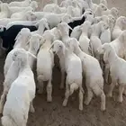بهم تربيه مراح