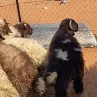 خرفان نعيم بلدي