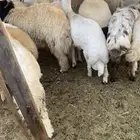 ذبايح حري نعيم