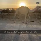 عشراء