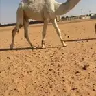 قعود باتلي فردي ابوه الحاكم بعير ابن عزرم