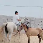 فرس معاها مهره
