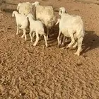 شياه حريات مواليد