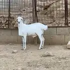 طلي فحل بربري صنف