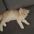 قطوه للتبني