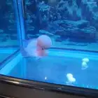 flower horn fish