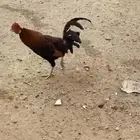 دجاج بلدي