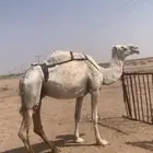 لبيع نياق خفت مبيوعه عيالهن