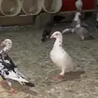 حمام يهودي