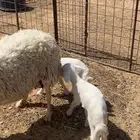 شاه حريه تحتها رخال