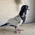 أنثى رام بوري منتجه