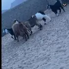 ماعز العدد خمس معها 3 تيوس وعناق البيع بتفريد او جمله