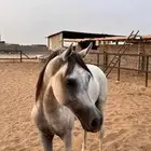 حصان واهو شيخ