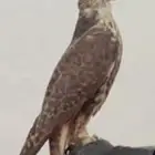 مطلوب طيور (( ( شيهانه (وكري