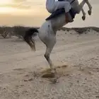 حصان كفو للبيع وسبوق سليم على شرط الحد 3000لايجي الا صامل