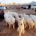 ذبايح حري خروف طلي خرفان طليان هرفي جبر لباني