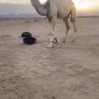 قعود لقي حيسوني