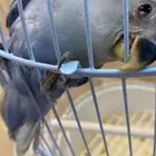 روز للبيع