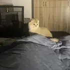 قطين ذكور سكوتش