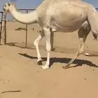 بكر اجذعه مبيوع ولدها مشروطه من كل عذروب السوم 5000