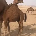قعود لباني للبيع