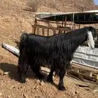 تيس عارضي اجم(( تم البيع))