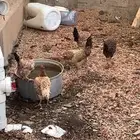 دجاج بلدي اصيل