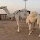 لبيع عشراء وضحى كفو معها قعود كفو