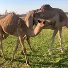 هجن للبيع الموقع طبرجل عمانيات طيبات بالحيل التواصل اتصال