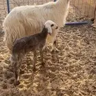البيع خلفه عسيه سنها سديس تحتها بنتها عمرها شهر صنف