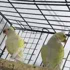 زوج درة هولندي