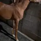 مهر شعبي