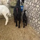 معزاء خلفات عوارض