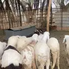 خرفان سواكن للبيع عدد 10 طيبة