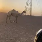 للبيع ناقه صفرا تو مبيوع ولدها